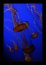 Jellys  © 2025 René Göke